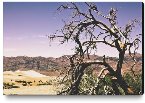 tree at the Death Valley national park,USA Canvas Print by Timmy333