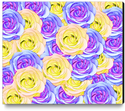 blooming rose texture pattern abstract background in yellow and pink Canvas Print by Timmy333
