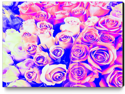 bouquet of roses texture pattern abstract in pink and purple Canvas Print by Timmy333