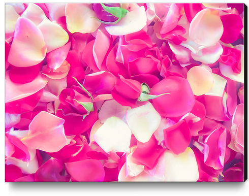 pink roses background Canvas Print by Timmy333