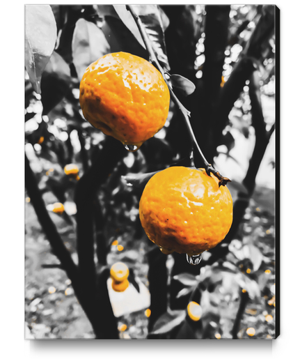 fresh orange fruit in the garden Canvas Print by Timmy333