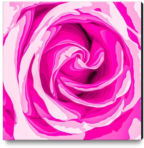 closeup fresh pink rose texture abstract background Canvas Print by Timmy333