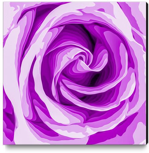 closeup purple rose texture background Canvas Print by Timmy333