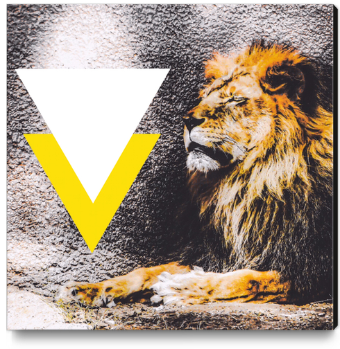 lion with white and yellow triangle  Canvas Print by Timmy333