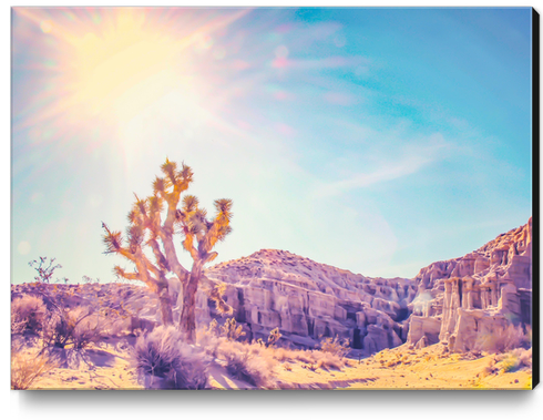 cactus at the desert in summer with strong sunlight Canvas Print by Timmy333