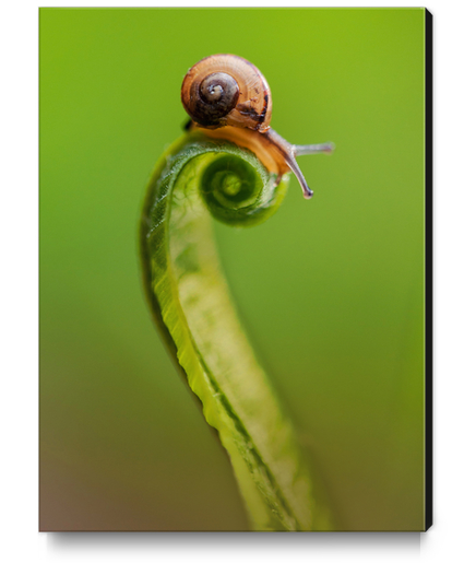 Snail on a curly grass Canvas Print by Jarek Blaminsky