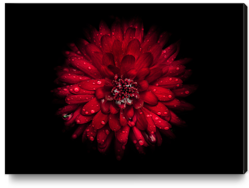 Backyard Flowers No 45 Color Version Canvas Print by The Learning Curve Photography