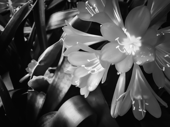 Closeup blooming Clivia flowers in black and white by Timmy333