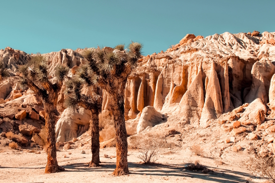 Desert and cactus at Red Rock Canyon State Park California USA by Timmy333