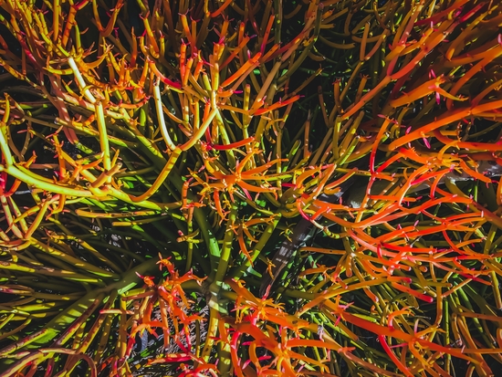 closeup green and orange spiky plant texture abstract background by Timmy333