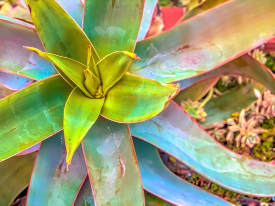 closeup green succulent leaves texture background by Timmy333