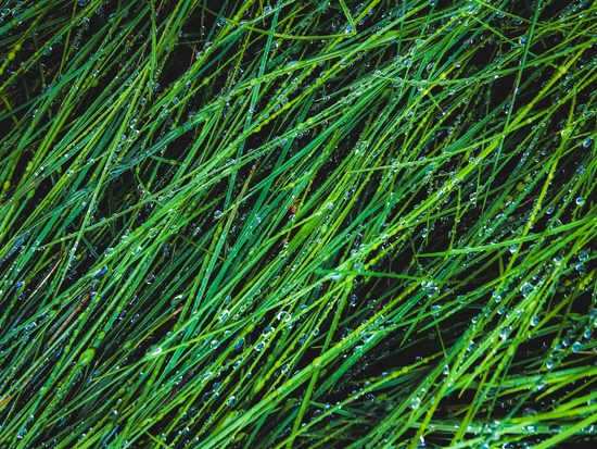 green grass texture background with water drop by Timmy333