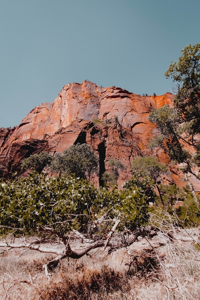 Mountain in the forest at Zion national park Utah USA by Timmy333