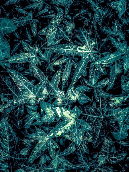 green leaves texture abstract background by Timmy333