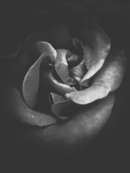 blooming rose texture abstract in black and white by Timmy333