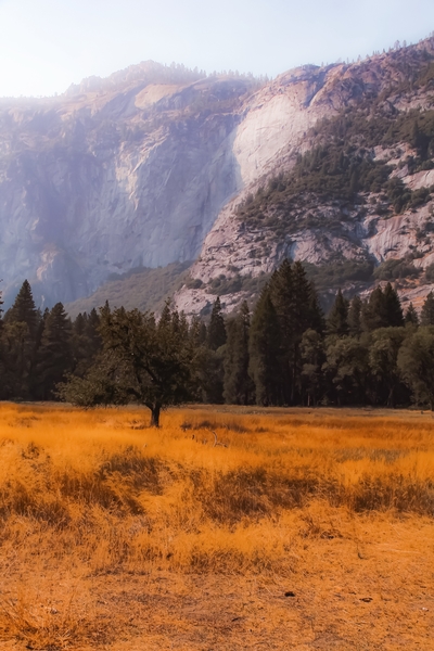 pine tree and mountain at Yosemite national park California USA by Timmy333