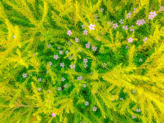 Blooming pink flowers garden with green leaves background by Timmy333