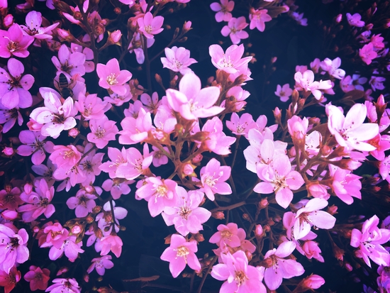 blooming pink flowers garden texture background by Timmy333