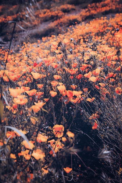 blooming yellow poppy flower field in California, USA by Timmy333