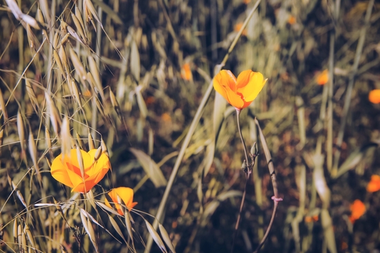 yellow poppy flowers with green leaves texture background by Timmy333