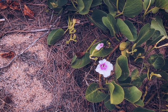 blooming pink flower with green leaves on the ground by Timmy333