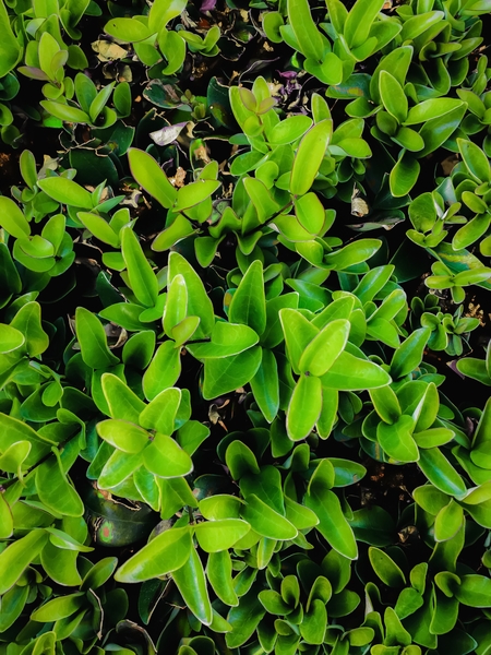 closeup green leaves garden texture abstract background by Timmy333