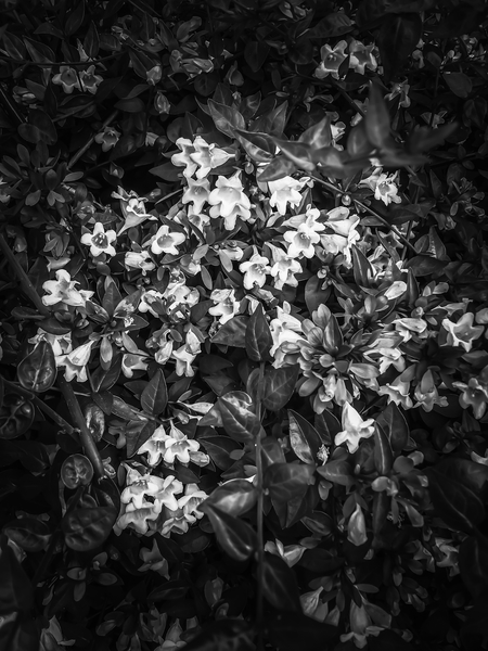 blooming flowers background in black and white by Timmy333