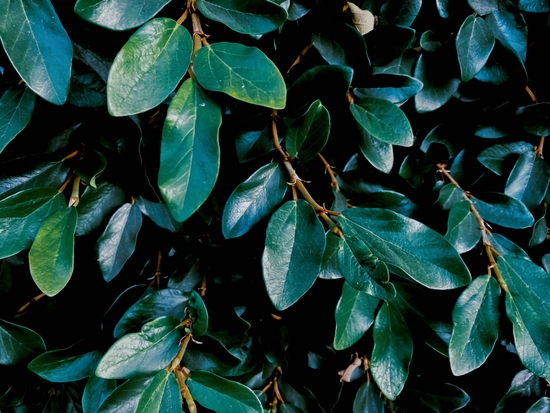 closeup green leaves plant texture background by Timmy333