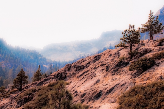 pine tree on the mountain at Lake Tahoe California USA by Timmy333