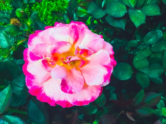 Closeup blooming pink rose with green leaves background by Timmy333