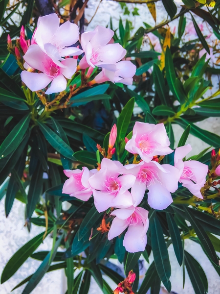 pink flowers garden with green leaves background by Timmy333