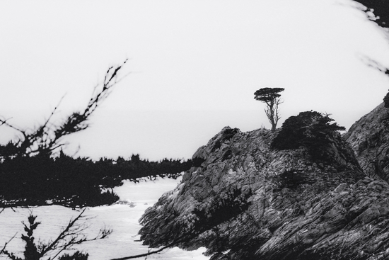 isolated tree with ocean view at Big Sur, California, USA in black and white by Timmy333