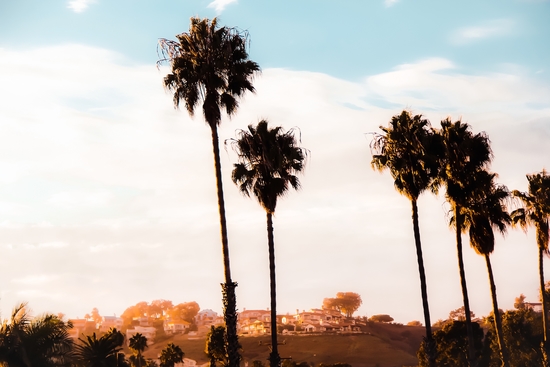 Palm tree with blue cloudy sunset sky at Shoreline Santa Barbara California USA  by Timmy333