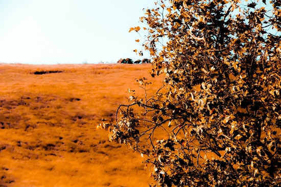 tree with autumn leaves  by Timmy333