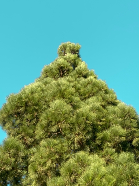 isolated green pine tree with blue sky background by Timmy333