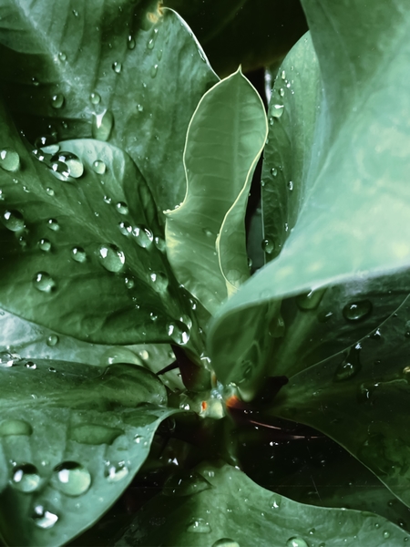 Closeup green leaves plant with drop of water by Timmy333