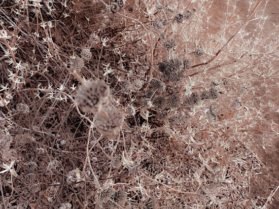 blooming dry flowers with brown dry grass field background by Timmy333