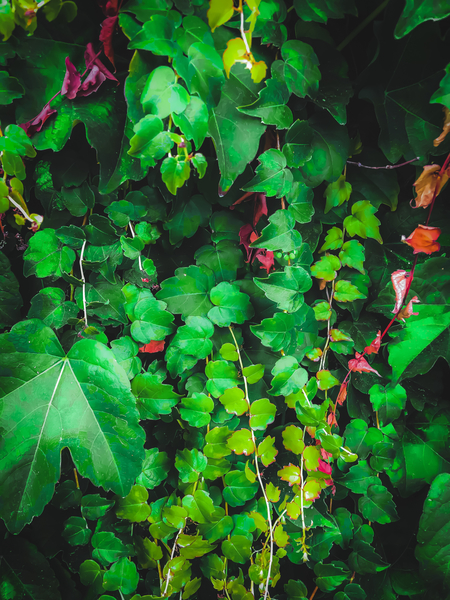 fresh green ivy leaves plant texture background by Timmy333