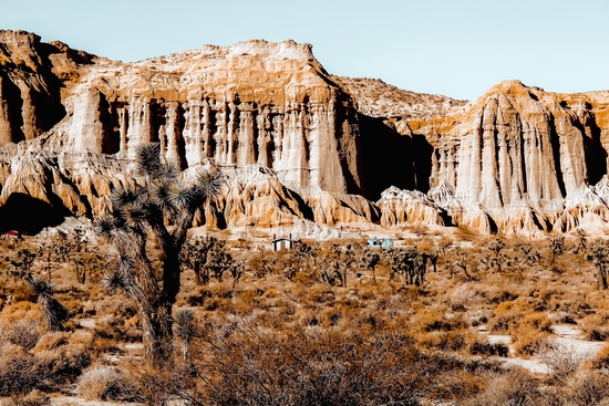 Cactus in the desert at Red Rock Canyon State Park California USA by Timmy333