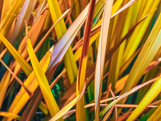 closeup green and yellow leaves texture abstract background by Timmy333