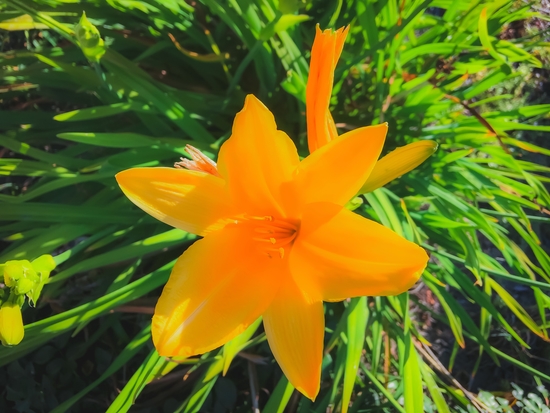 closeup yellow flower with green leaves background by Timmy333