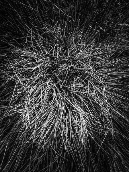 closeup grass texture in black and white by Timmy333