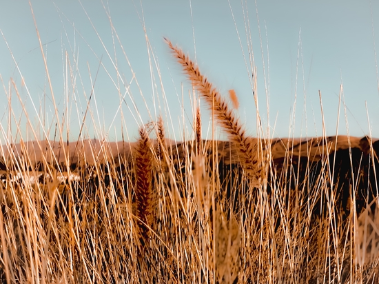 blooming grass flowers with blue sky and mountain background by Timmy333