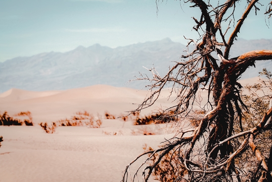 Tree branch with sand desert and mountain view at Death Valley national park California USA by Timmy333