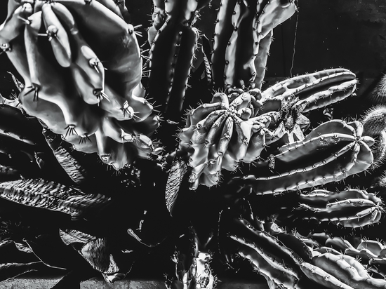 Closeup cactus texture background in black and white by Timmy333