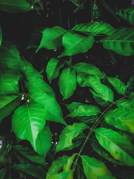 green leaves texture background by Timmy333