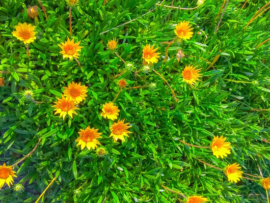 blooming yellow flowers field with green leaves by Timmy333