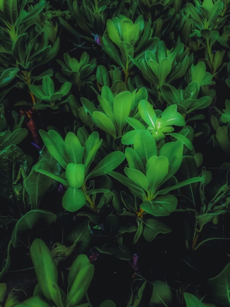 Closeup green leaves plant garden texture background by Timmy333