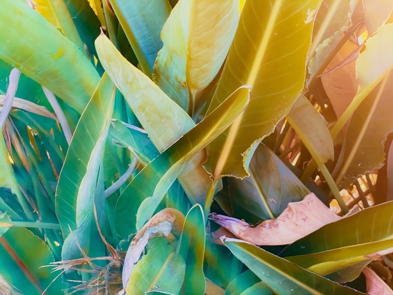 closeup green leaves bird of paradise texture background by Timmy333