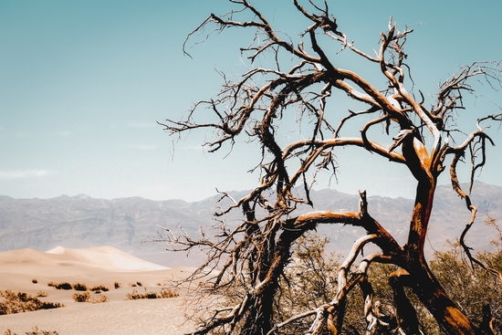 Tree branch in the sand desert and mountain view at Death Valley national park California USA by Timmy333